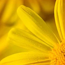 Arnica Montana:  What It Is and What It’s Used For