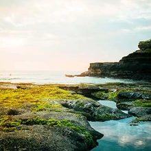 Microalgae:  What It Is and What It’s Used For