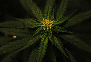 image of a marijuana flower