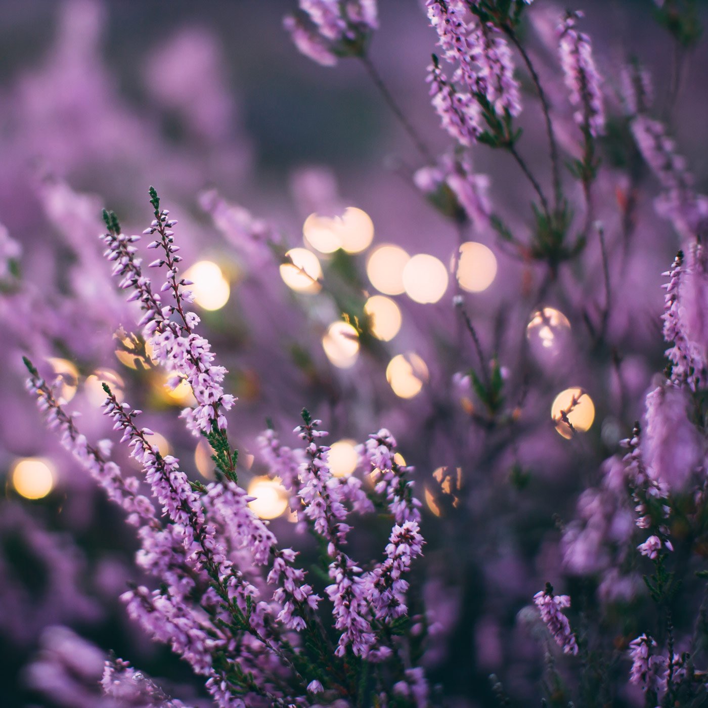 image of beautiful lavendar flowers with faint fairy lights behind